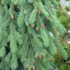 Weeping White Spruce #6 - Image 2